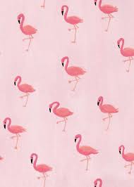 wallpapers flamingos wallpaper ponsel kecantikan