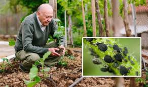 They do not harm people directly, damage only a few plants, and do not pose public health threats, but can be a nuisance if a large infestation is present. Gardening Tips How To Get Rid Of Pests From Your Garden Express Co Uk