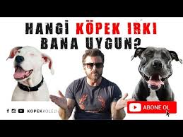 Size En Uygun Kopek Cinsini Nasil Secersiniz Youtube