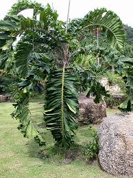 Image result for Aiphanes horrida