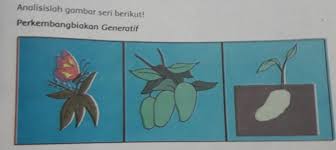 Bentuk kelompok yang terdiri atas 5 orang. Perhatikan Gambar Di Atas Tuliskan Urutan Terjadinya Perkembangbiakan Generatif Pada Mangga Brainly Co Id