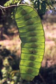 Image result for Entada abyssinica