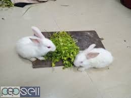 Pet insurance is a way for pet owners to find peace of mind knowing that when an unexpected injury or illness occurs, they can expect like any other type of insurance, pet insurance coverage and costs vary greatly based on your unique situation. New Zealand Rabbits In Pair Bengaluru Free Classifieds
