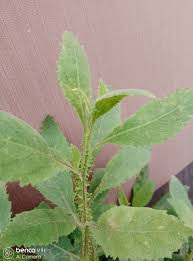 Image result for Laggera crispata