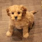 Cavapoo Puppies For Sale - Prairie Hill Puppies