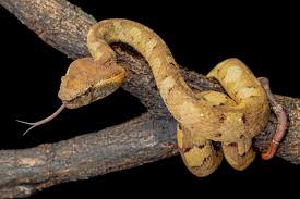 Image result for Pycreus mundtii