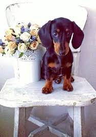 Pin By Von Price On Love My Dachshund Dachshund Dog Dachshund Love Cute Puppies