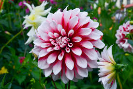 How To Grow Dahlias