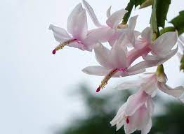 Place in a sunny location while indoors and if. Christmas Cactus Turning Yellow Purple Or White Ready To Diy