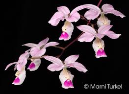 Image result for Pearsonia uniflora