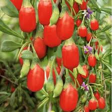 Heirloom fruit tree nursery grounded in organically grown apple trees. 200 Pcs Bag Goji Berry Plants Wolfberry Organic Heirloom Fruit Tree Plant Or Home Garden Plant Buy Online At Best Prices In Bangladesh Daraz Com Bd