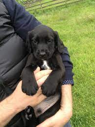Pin On Chocolate Lab Mix