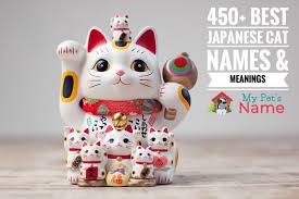 Japanese names have an exotic beauty to them that makes them great for cats, whether yours is a japanese breed or not. 450 Best Japanese Cat Names Meanings My Pet S Name