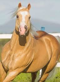 STEEL MOON PEJU (1 Cobertura) - LP Horses