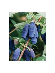 Chevrefeuille A Baies De Mai Edulis Lonicera Caerulea Le Jardin Du Pic Vert Chevrefeuille Arbuste Feuillage Persistant