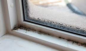 Check spelling or type a new query. Black Mold On Window Sills Causes Treatment Prevention