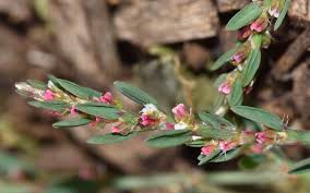 Image result for Polygonum aviculare