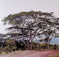 Image result for Brachystegia microphylla