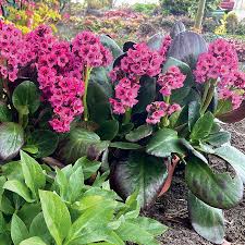 Image result for Bergenia