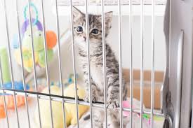 Considering cat or dog adoption? Find Kittens Kitten Lady