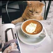 Best coffee capsule machine 2020 crossovers pictures of cats. 570 Coffee Kitty Ideas In 2021 Cats Cat Coffee Kitty