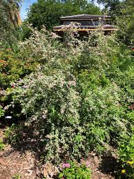 Image result for Glyphaea tomentosa