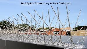 Bioadvanced Fungus Control For Lawns Pets The Pigeon Spikes To Be Specific Are Made In Such A Way Which Makes The Bird Control Netting A Little Uneven Bird Control Garden Pest Control Keep Birds Away
