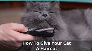 See more ideas about cat hair, cats, pets. How To Give Your Cat A Haircut Carefully