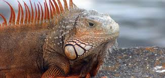 Where are the galapagos islands? The Beautiful And Bizarre Galapagos Islands Travel Smithsonian Magazine