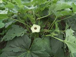 Image result for Abelmoschus esculentus