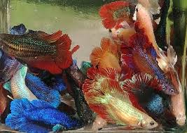 Female betta 'what you see, what you get'. Female Double Tail Betta