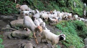Goat farm Nepal - Commercial goat farming in Nepal
