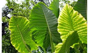 Se le llama orejas de elefante a varias especies de tres géneros de plantas: Alocasia Oreja De Elefante