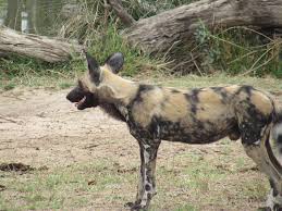 Peppa and her family go camping in the countryside. An African Wild Dog Continues To Look At The Pond For Croc Flickr