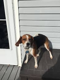 Free adoptions please donate food so fewer animals go to sleep on empty stomachs. Adopt Macy On Petfinder Beagle Dog Facts Beagle Beagle Dog