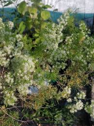 Image result for Asparagus macowanii