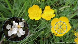 Image result for Ranunculaceae