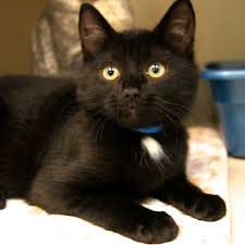Adopted Ethel Is A 3 Month Old Female Black With White Domestic Short Haired Kitten She Is A Little Cutie Who Is So Loving An Lucky Dogs Black Kitten Pets