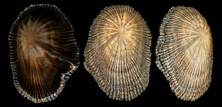 Image result for Schizaea pectinata