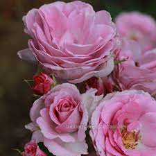 After trials around the world, perfume perfection was highly acclaimed, winning medals in australia it received the highest honour in australia, the first gold medal from the national rose trial garden of. Perfume Perfection Rose Sweet Fragrances Beautiful Roses