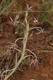 Image result for Ornithoglossum
