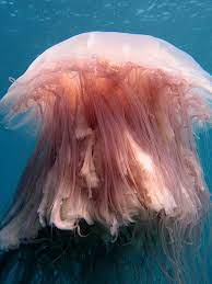 Lion S Mane Jellyfish Lion S Mane Jellyfish Beautiful Sea Creatures Jellyfish