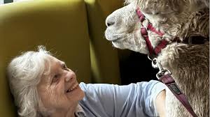 Alpacas surprise Stockport care home residents