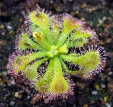 Image result for Drosera natalensis