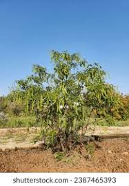 Image result for Senna floribunda