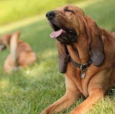 These dogs like spending t. Bloodhound Puppies For Sale Adoptapet Com