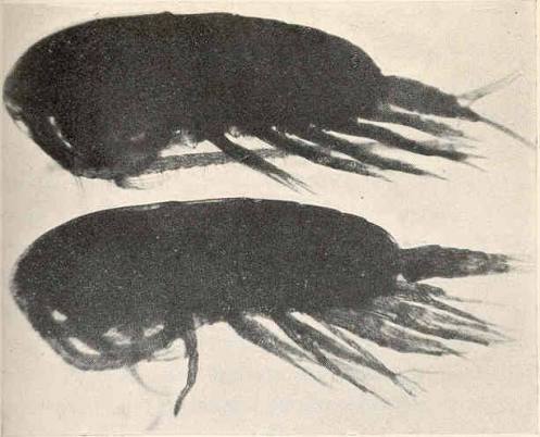 Calanus finmarchicus — Wikipédia