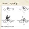 I mostly air layer citrus trees but this technique works with a range of woody trees. Https Encrypted Tbn0 Gstatic Com Images Q Tbn And9gcr6vp2udpx Bki2bqqksztpxr4wau3d1wg1zcsvkdzod73unofz Usqp Cau