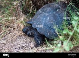 Image result for Chelonoidis microphyes