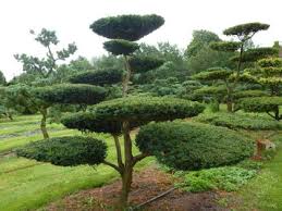 Luxurytrees Niwaki Bonsai Frostharte Gartenbonsai Schneiden Formen Gartenbonsai Garten Geheimer Garten
